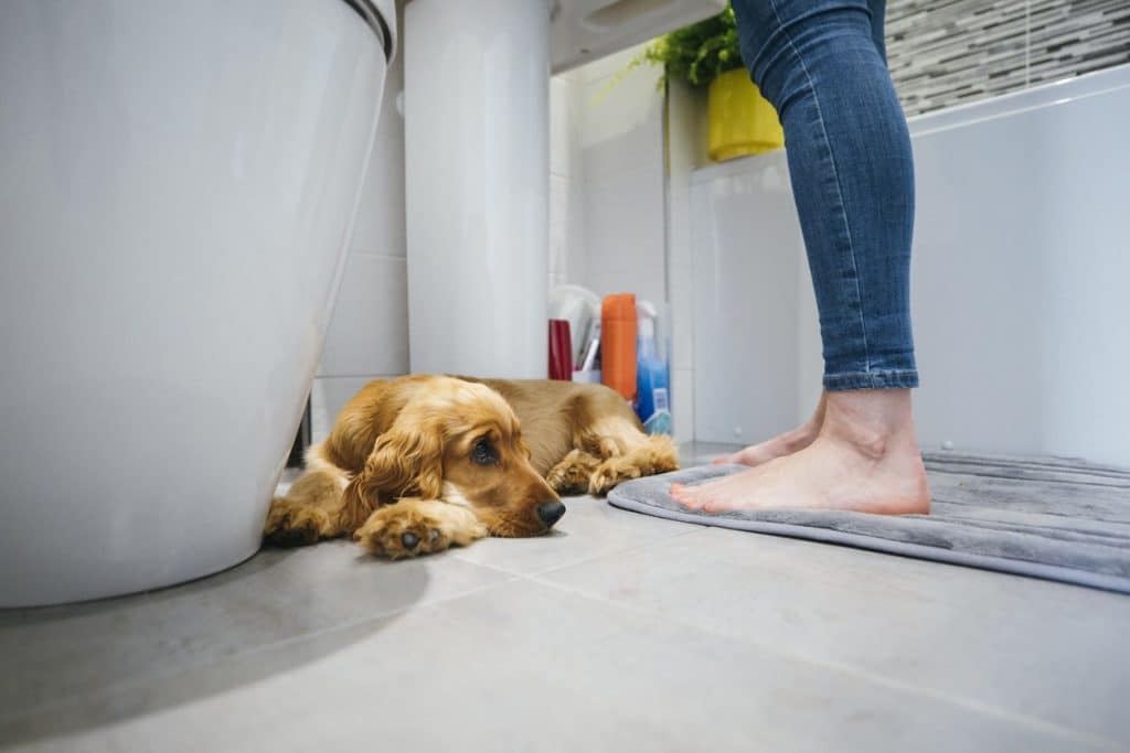 Perro que sigue a su dueño al baño