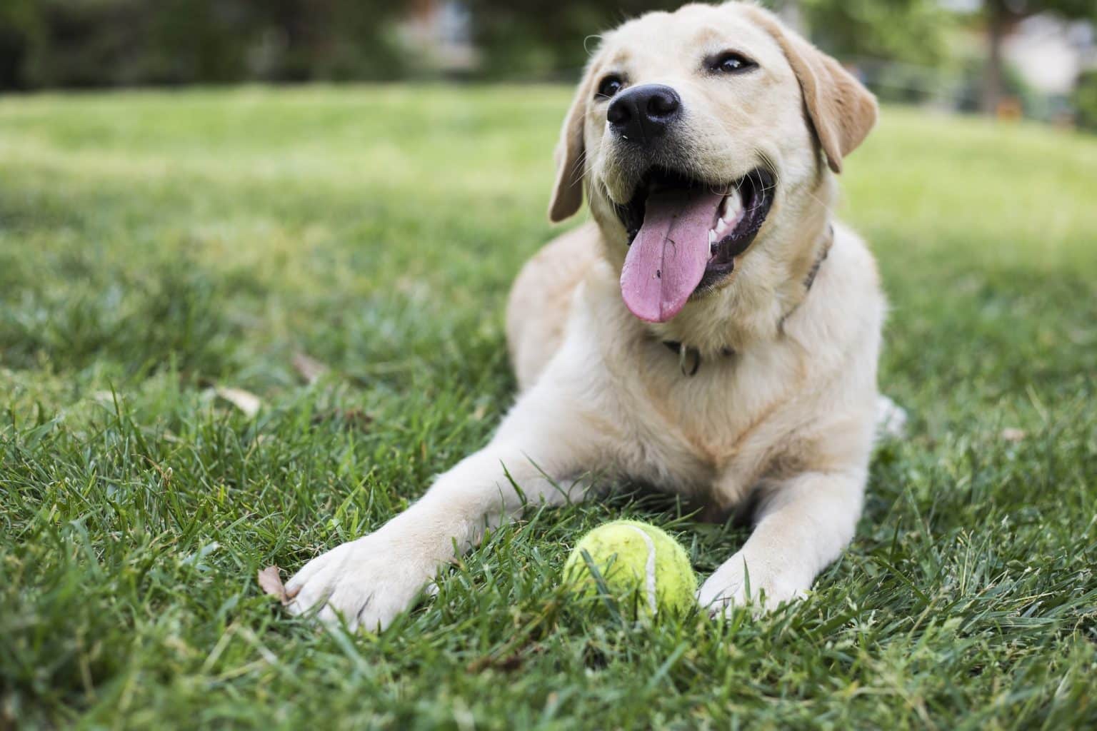 Why Do Dogs Love Rolling in the Grass, Poop & Other Things?