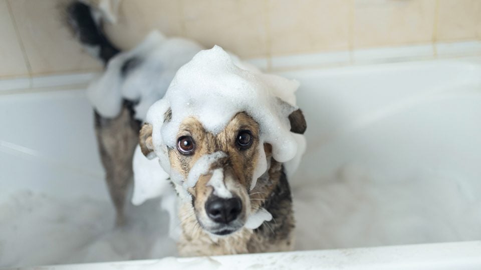 dog in tub covered in suds from dog shampoo for skin allergies