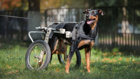 happy big black-and-tan dog with back legs in wheelchair outside