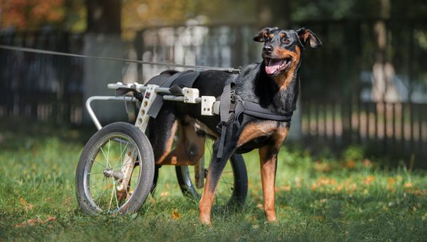 happy big black-and-tan dog with back legs in wheelchair outside