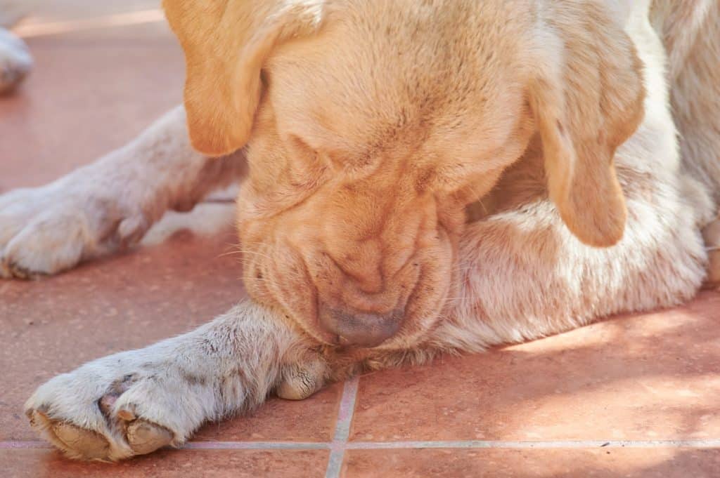 Dog chewing their paws because of folliculitis