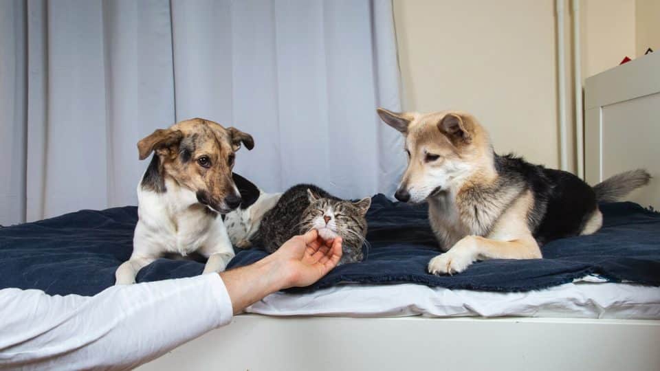 Person gives cat a treat while two dogs watch