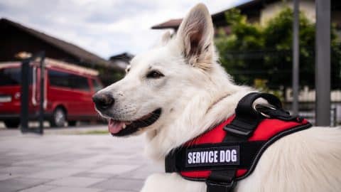 Service dog in vest sitting peacefully on the ground outside