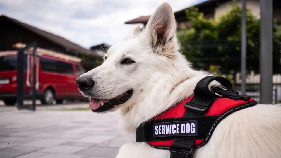 Service dog in vest sitting peacefully on the ground outside