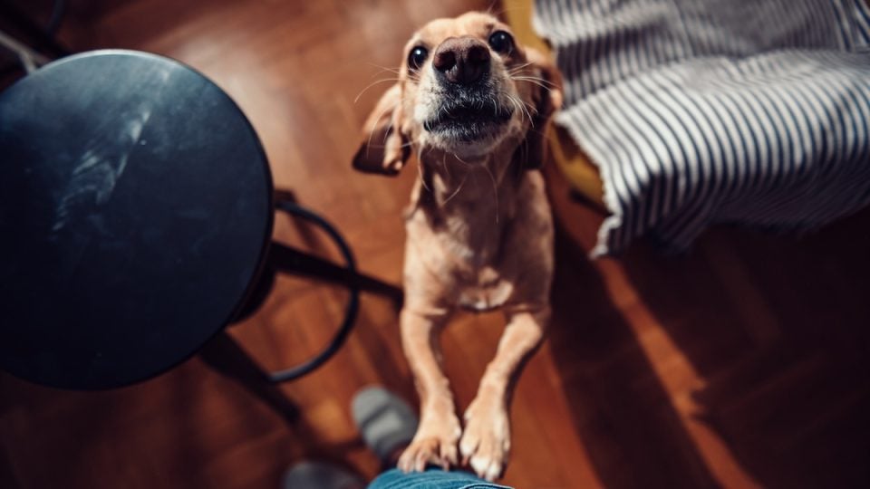 Dog jumping on person