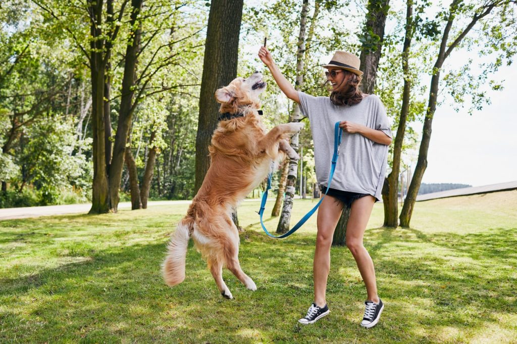 Ein niedlicher Hund, der im Freien mit seiner Haustierbesitzerin springt