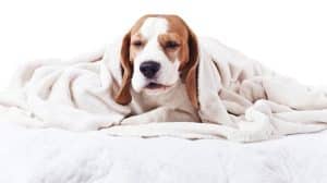 Dog sick with kennel cough