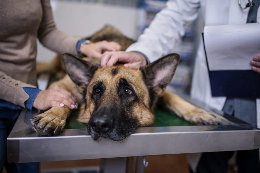 A dog getting checked at the vet for kidney failure. 