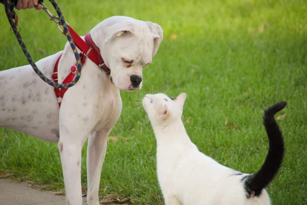 A dog meeting a kitten while on a leash