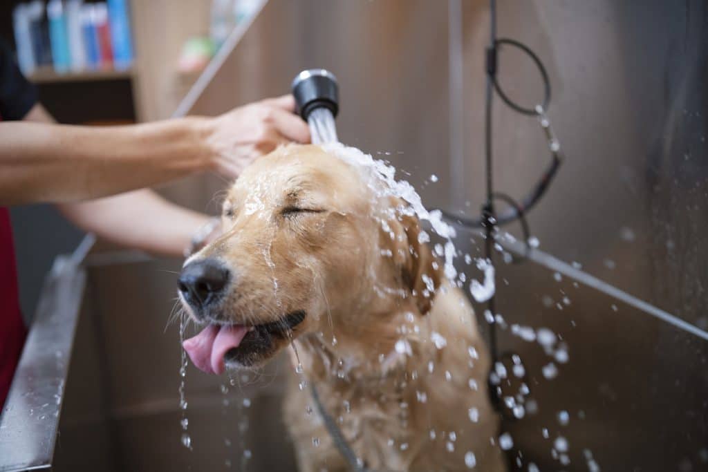 es mala el agua fría para perros?