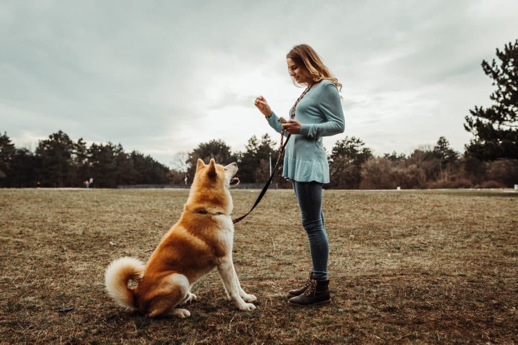 A woman leash training her Akita outside on a walk