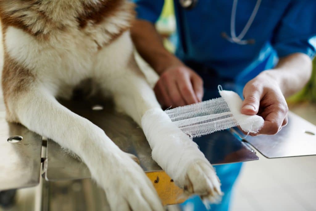 Vétérinaire en train de faire un bandage à un chien blessé à la patte