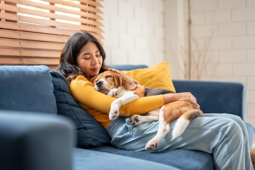 Hund glücklich und weniger einsam, wenn Haustierbesitzer nach Hause kommt