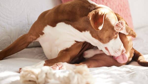 Brown and white dog licking butt on floor