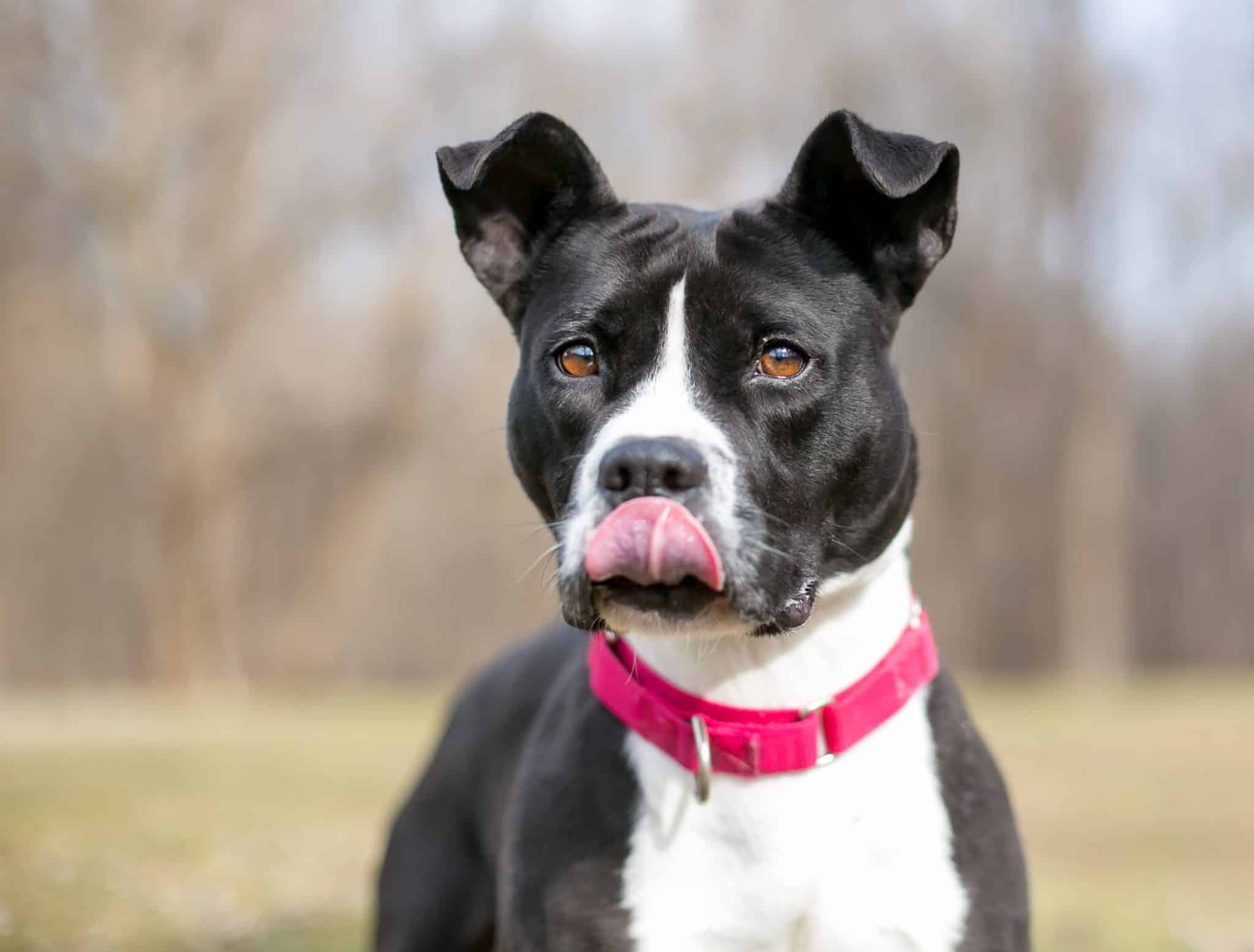 Why Do Dogs Smack Their Lips? 9 Reasons For The Behaviour