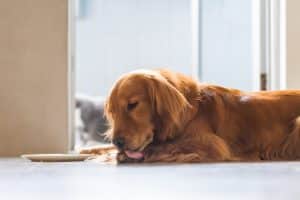 Golden Retriever licking their paw