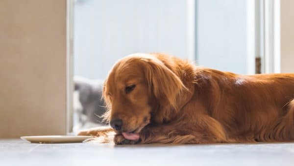 Golden Retriever licking their paw