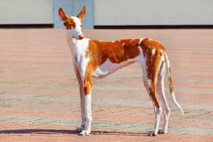 A dog with a limber tail outside