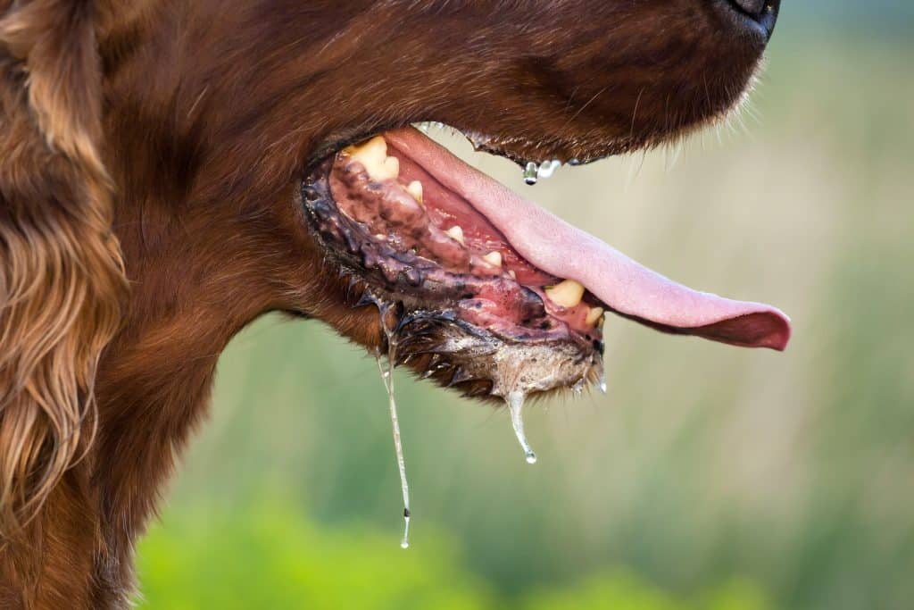 A close up of a dog's lips and teeth
