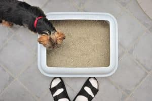 Dog eating out of the litter box next to owner