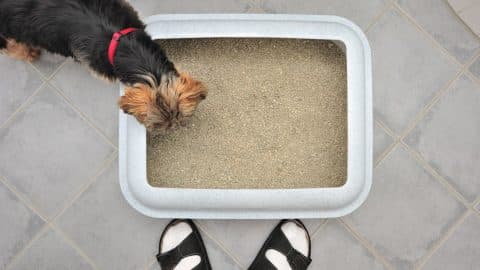 Dog eating out of the litter box next to owner