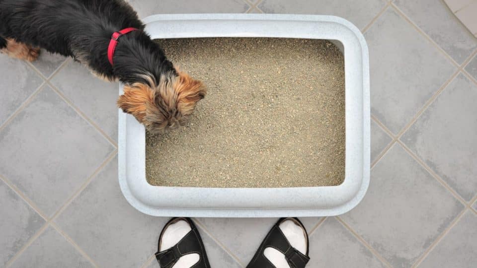 Dog eating out of the litter box next to owner