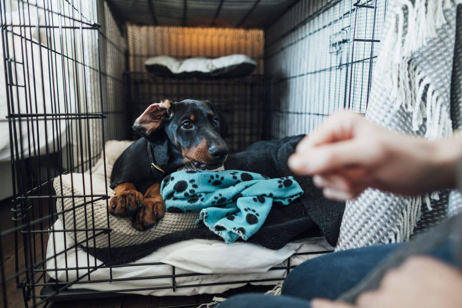 How Long Dogs Can Stay In A Crate & Crate Alternatives