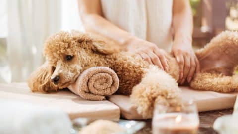 Woman massaging poodle on massage table with towel and candle