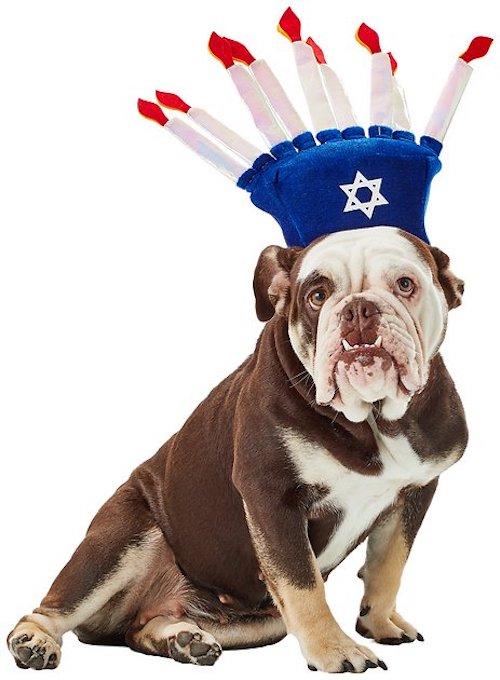 Dog wearing menorah hat