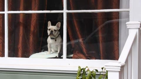 Frenchie dog missing their owners