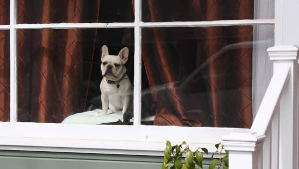 Frenchie dog missing their owners