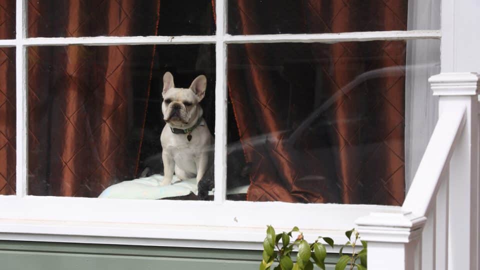 Frenchie looking out the window, waiting for owner