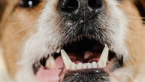 Snout of Jack Russell Terrier with open mouth