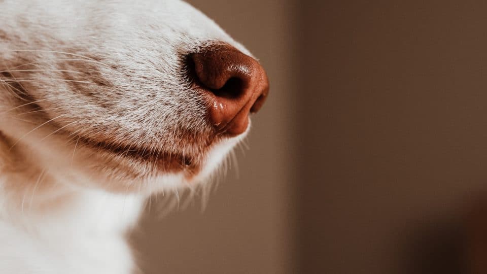 Close Up of Dog's Nose with white fur and whiskers