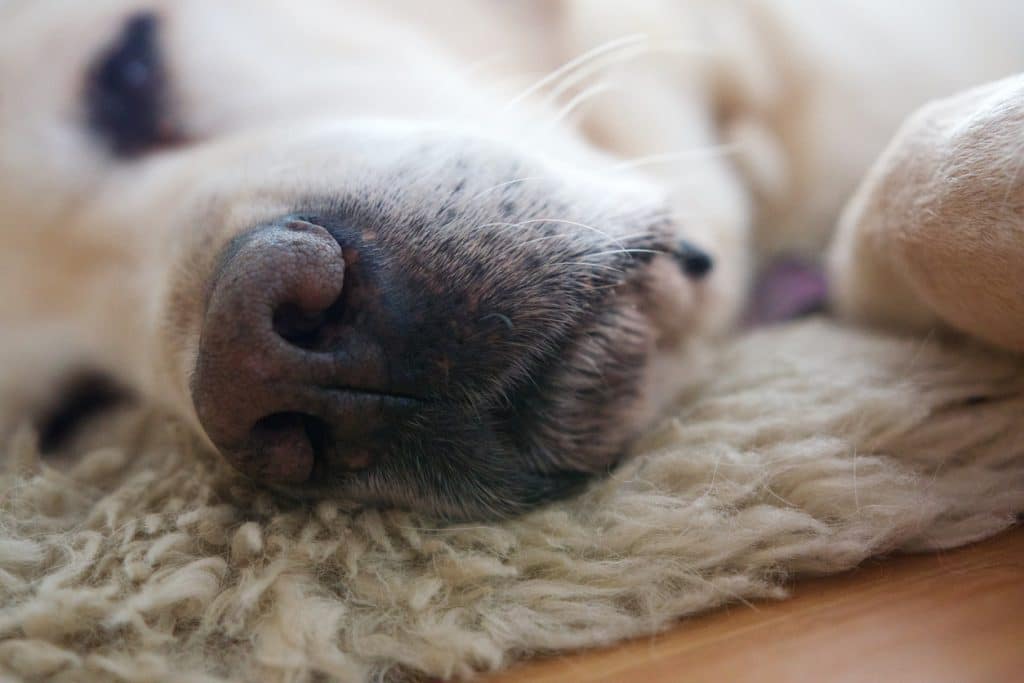 Close up of a pet labrador nose lying on a sheep skin rug.