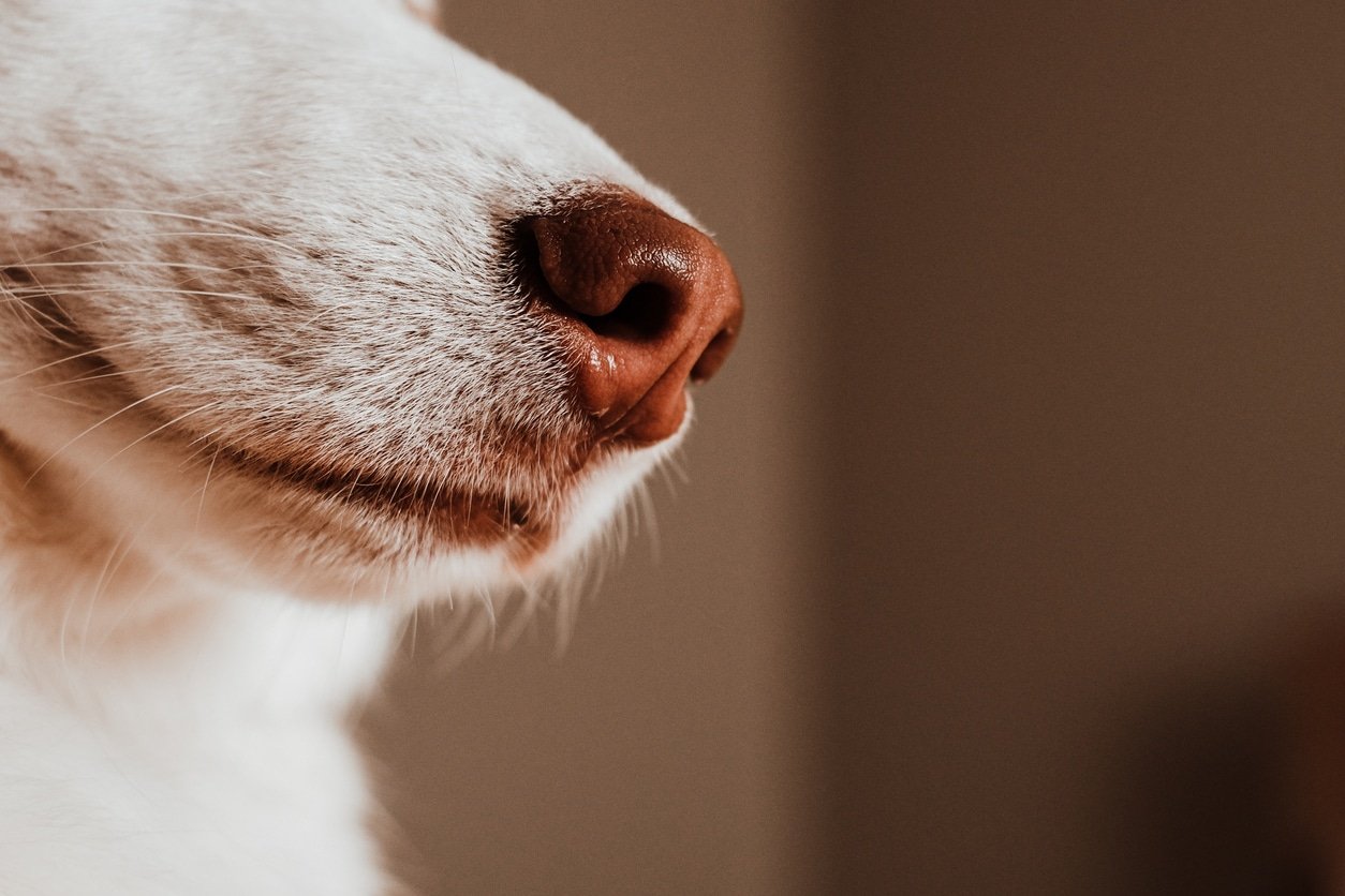 Why Do Dogs Have Whiskers The Dog People By Rover