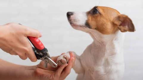 A pet parent trimming a dog's nails
