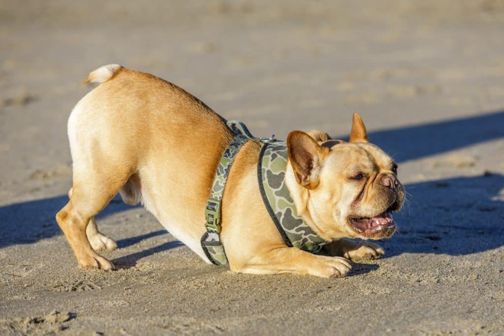 Ein Hund ohne Schwanz, der seine Gefühle mitteilt