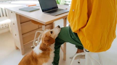 Woman working on her laptop from her home, while her dog is waiting for her to finish with head on lap