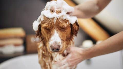 A dog unhappy with taking a bath