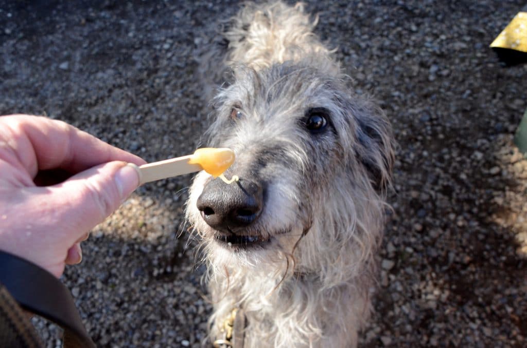 home-remedies-for-kennel-cough-safe-ways-to-offer-your-dog-relief