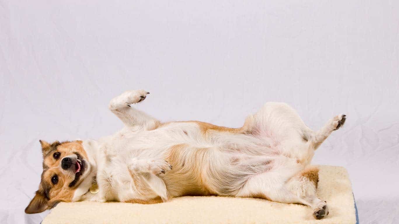 Les Chiens Ont Ils Un Nombril Les chiens ont-ils un nombril ? Identifer les problèmes liés au nombril