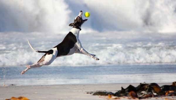Greyhound catching ball on beach