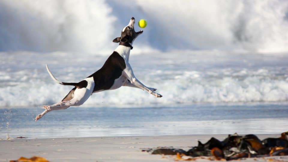 Greyhound catching ball on beach