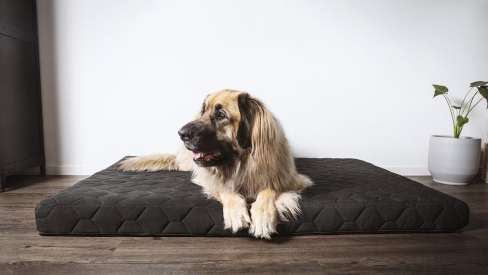 Leonberger lying on brown bed