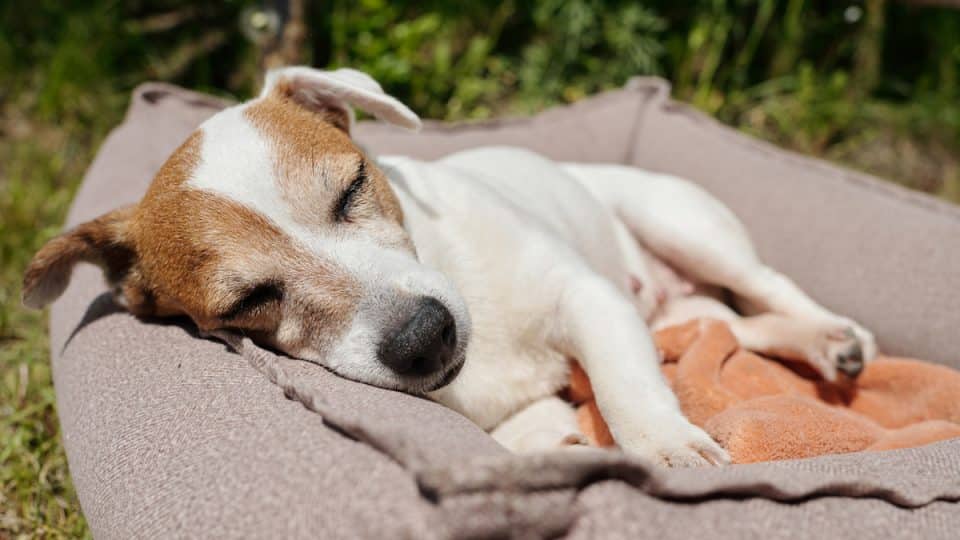 Jack Russell sleeping on bed outside