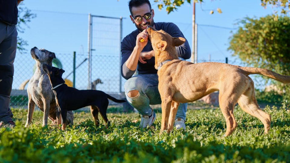 Dog parent training dog at dog park