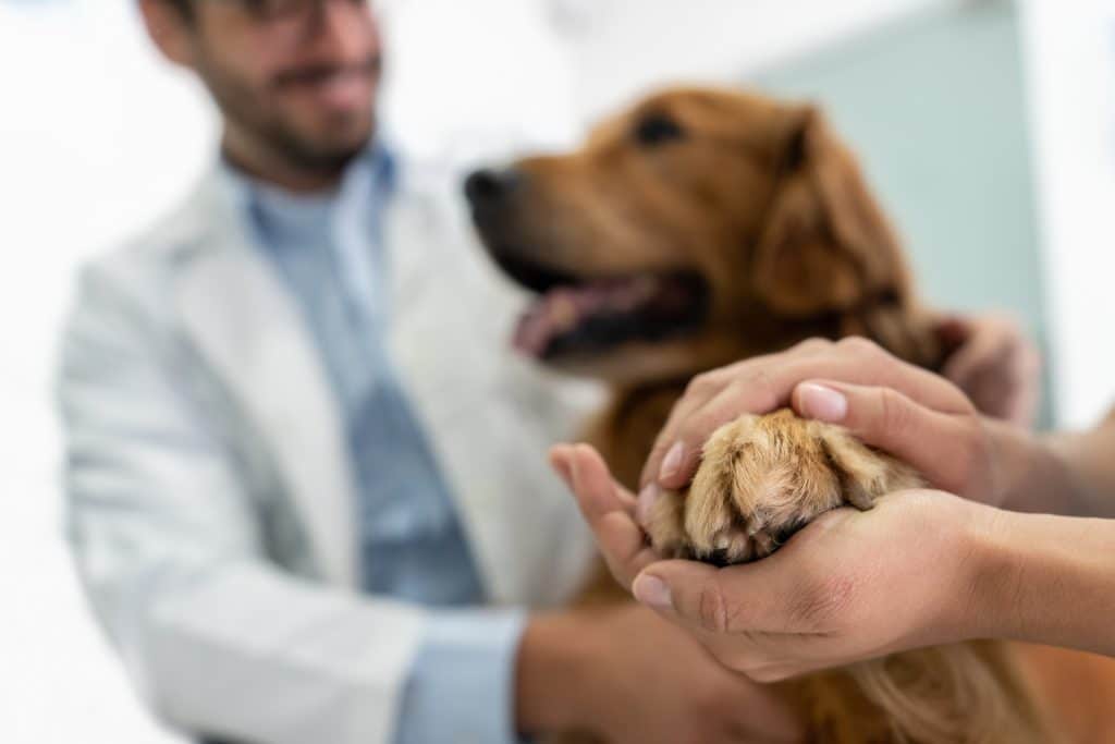 Close-up on a beautiful dog at the vet and owner holding his paw - animal care concepts