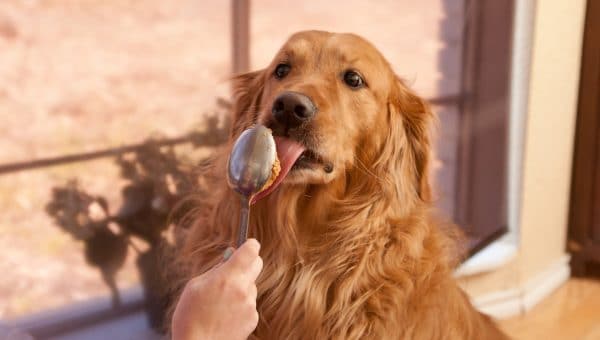 Golden Retriever licking peanut butter off spoon